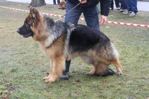 Jarosław — 2013 — zdjęcie 33