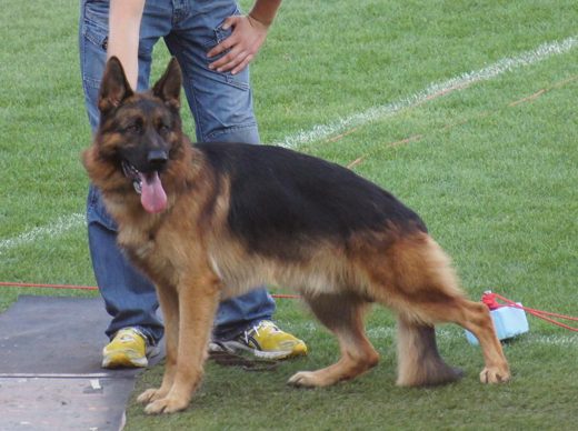 Wystawa światowa ON 2011 — zdjęcie 91