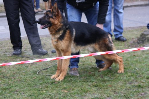 Jarosław — 2013 — zdjęcie 73