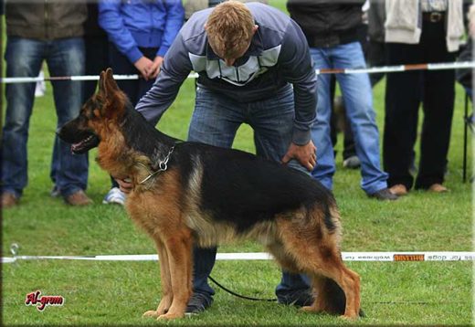 Krasnystaw — 2012 — zdjęcie 82