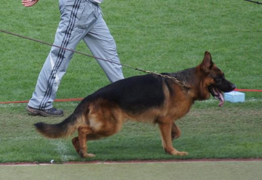 Wystawa światowa ON 2011 — zdjęcie 94