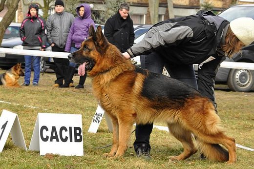 Drzonków — 2013 — zdjęcie 45