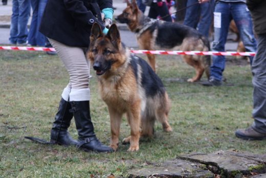 Jarosław — 2013 — zdjęcie 49
