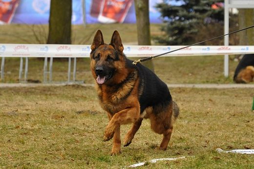 Drzonków — 2013 — zdjęcie 52