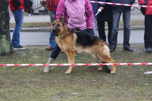 Jarosław — 2013 — zdjęcie 44