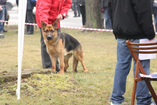 Jarosław — 2013 — zdjęcie 67
