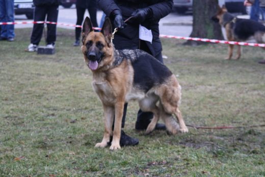 Jarosław — 2013 — zdjęcie 46