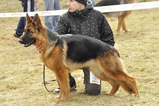 Drzonków — 2013 — zdjęcie 38