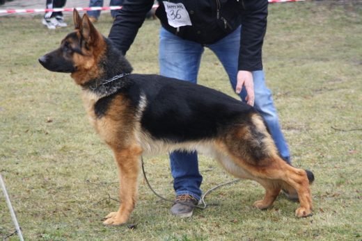 Jarosław — 2013 — zdjęcie 78