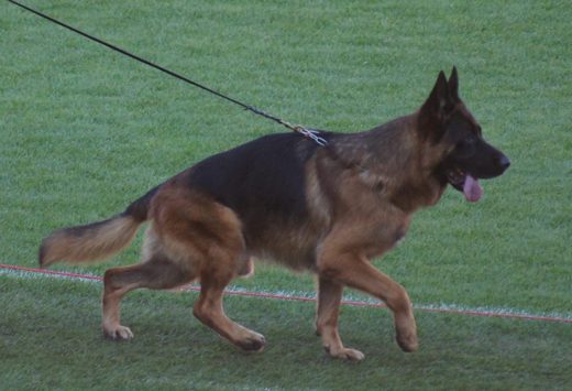 Wystawa światowa ON 2011 — zdjęcie 80