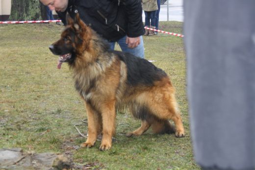 Jarosław — 2013 — zdjęcie 25