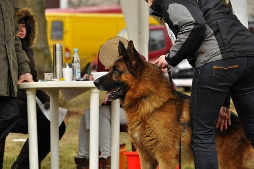 Drzonków — 2013 — zdjęcie 48