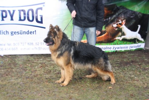 Jarosław — 2013 — zdjęcie 38