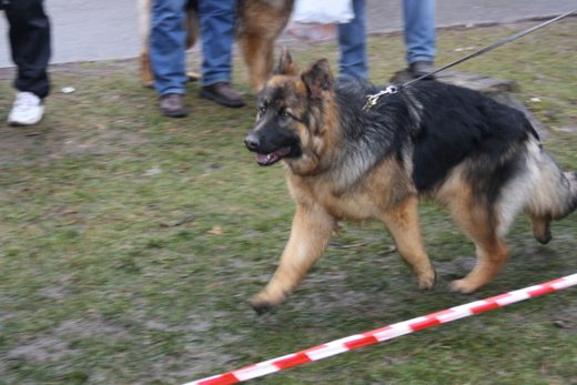 Jarosław — 2013 — zdjęcie 18