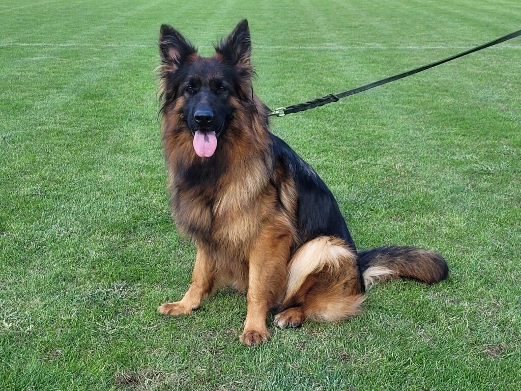 GOLDIE z Grodu Smoka