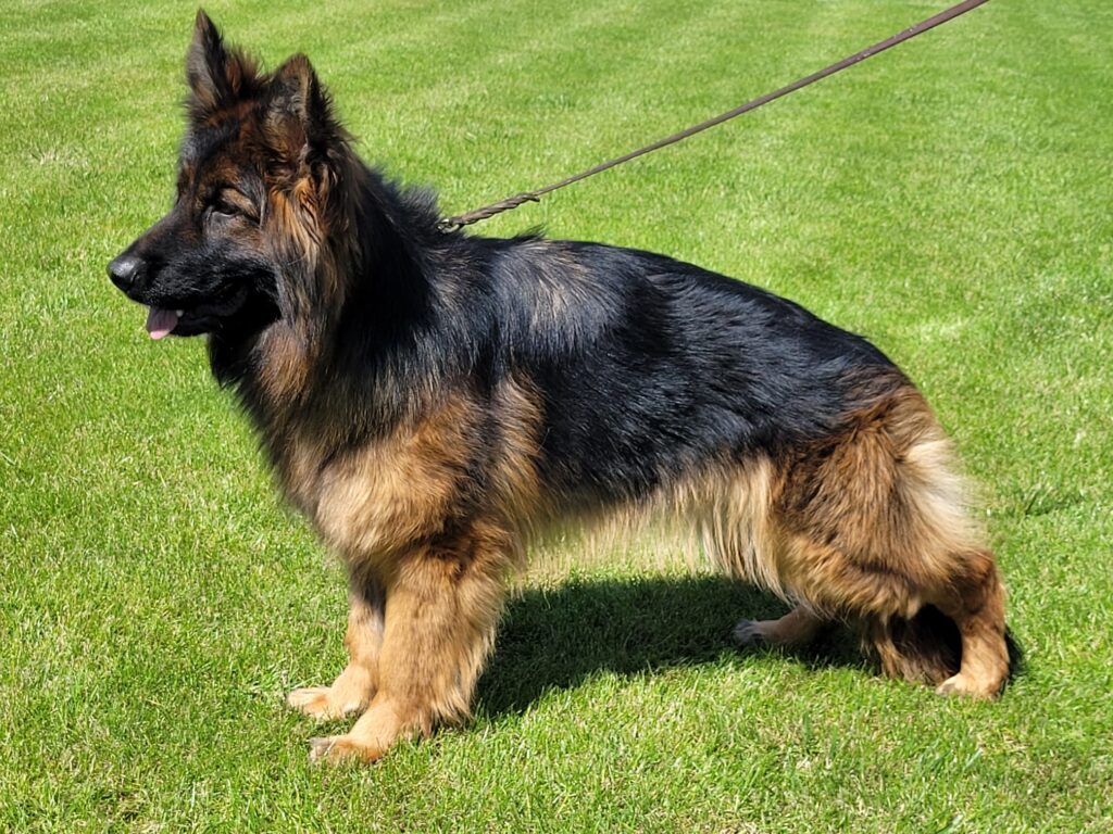 ORINOKO z Grodu Smoka