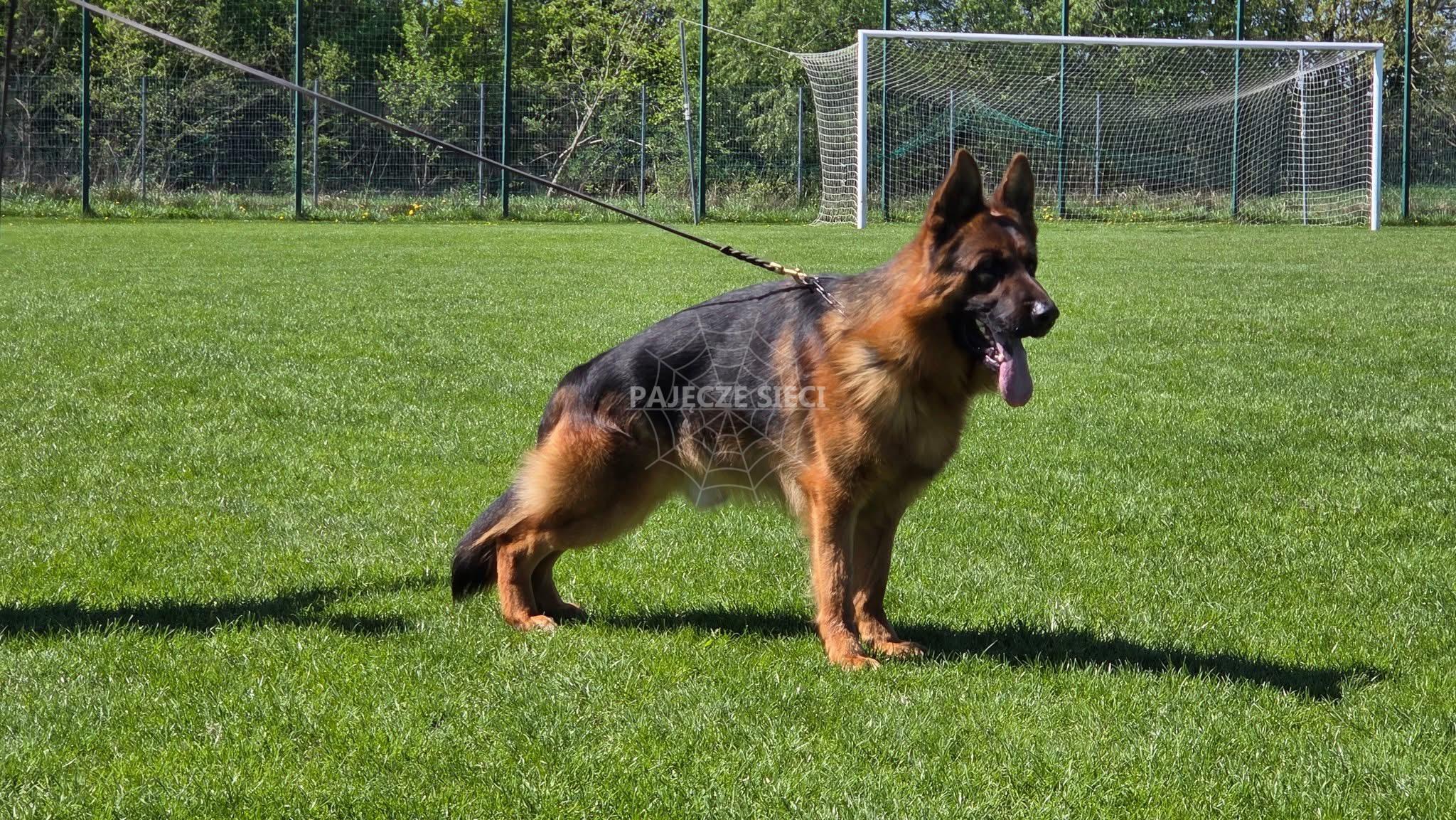 PAKROS Pajęcze Sieci