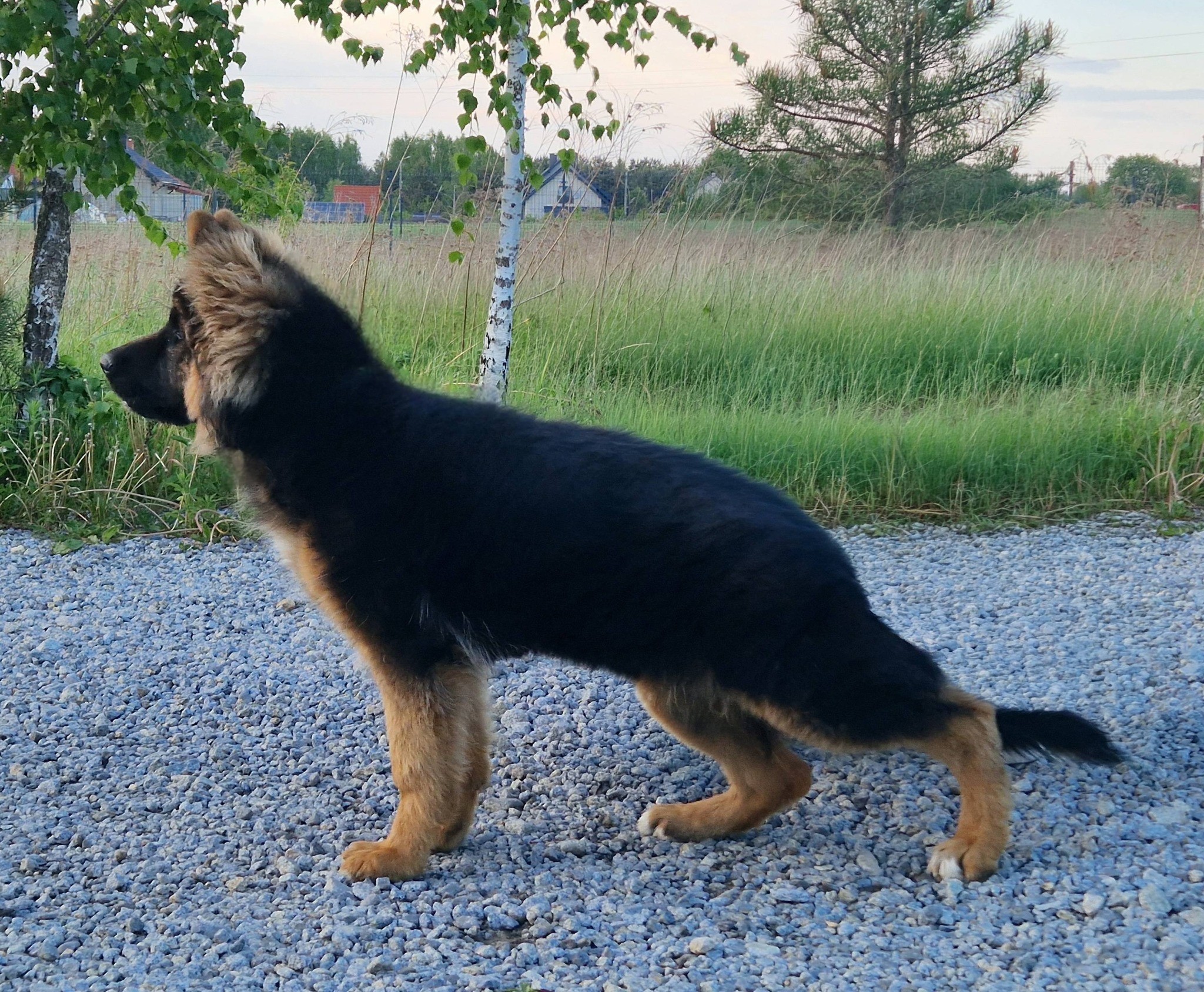 ILSA Framato Rolau